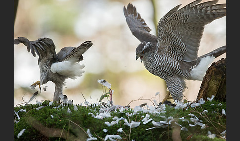 Habicht (Accipiter gentilis)