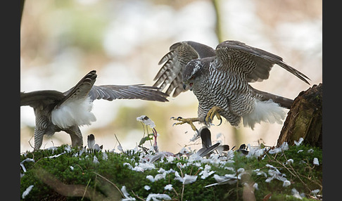 Habicht (Accipiter gentilis)