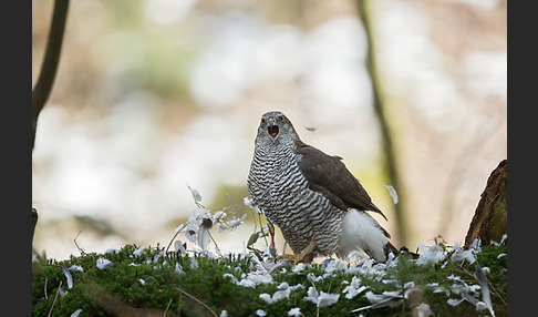 Habicht (Accipiter gentilis)