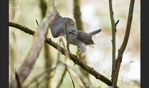 Habicht (Accipiter gentilis)