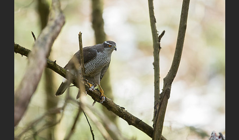 Habicht (Accipiter gentilis)