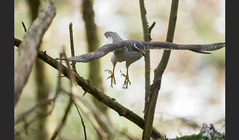 Habicht (Accipiter gentilis)