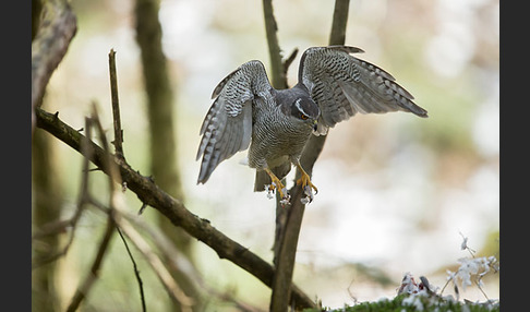 Habicht (Accipiter gentilis)