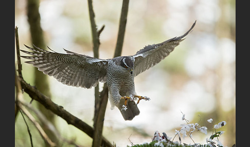 Habicht (Accipiter gentilis)