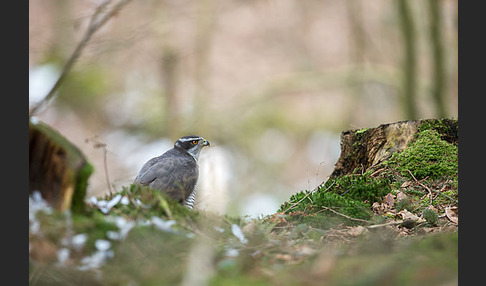 Habicht (Accipiter gentilis)