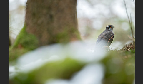 Habicht (Accipiter gentilis)