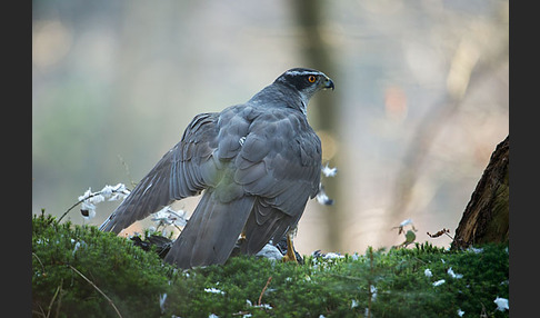 Habicht (Accipiter gentilis)