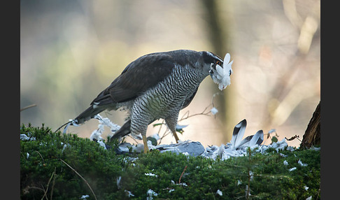 Habicht (Accipiter gentilis)