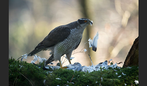 Habicht (Accipiter gentilis)