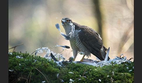 Habicht (Accipiter gentilis)