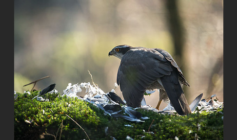 Habicht (Accipiter gentilis)