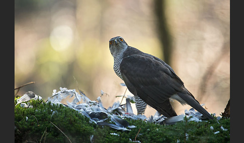 Habicht (Accipiter gentilis)