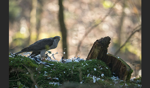 Habicht (Accipiter gentilis)