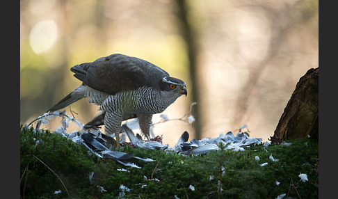 Habicht (Accipiter gentilis)