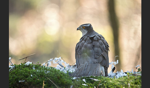 Habicht (Accipiter gentilis)