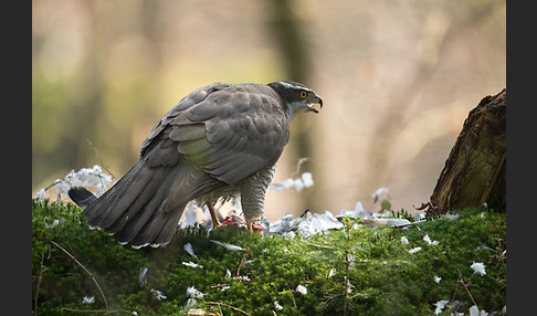 Habicht (Accipiter gentilis)