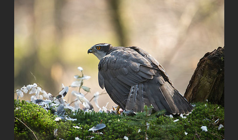 Habicht (Accipiter gentilis)