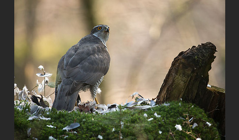 Habicht (Accipiter gentilis)