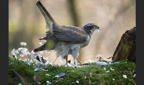 Habicht (Accipiter gentilis)