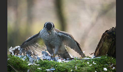 Habicht (Accipiter gentilis)