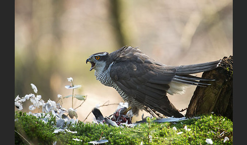 Habicht (Accipiter gentilis)