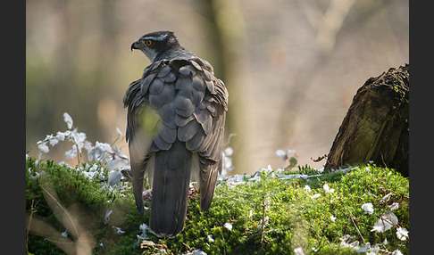 Habicht (Accipiter gentilis)