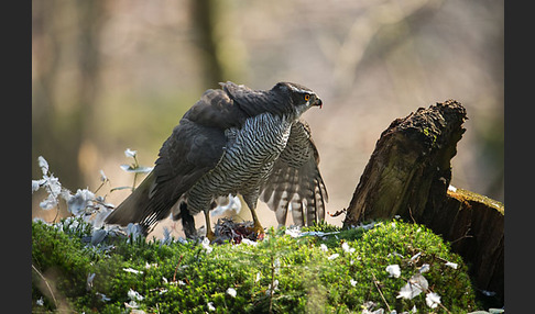 Habicht (Accipiter gentilis)