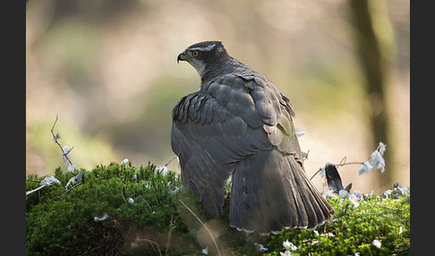 Habicht (Accipiter gentilis)