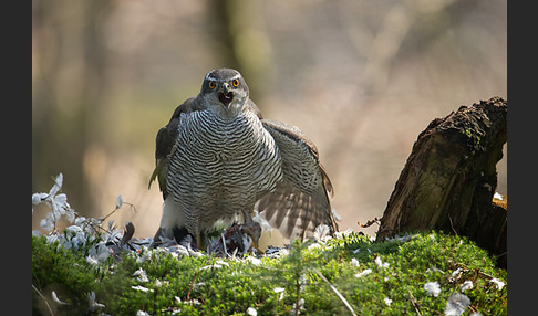 Habicht (Accipiter gentilis)