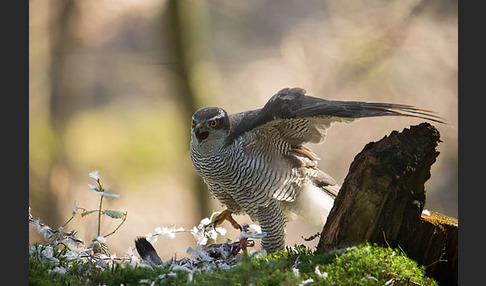 Habicht (Accipiter gentilis)