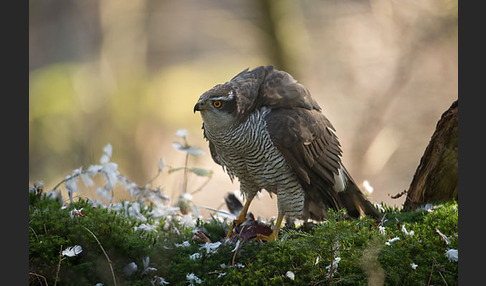 Habicht (Accipiter gentilis)