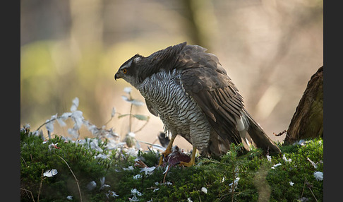 Habicht (Accipiter gentilis)