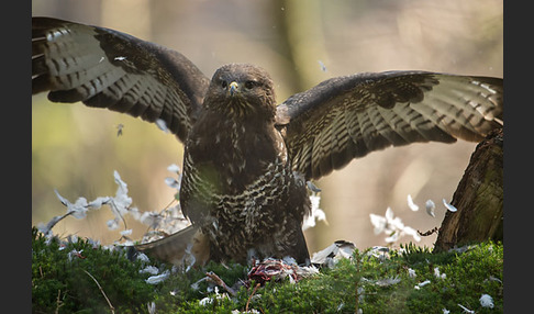 Mäusebussard (Buteo buteo)