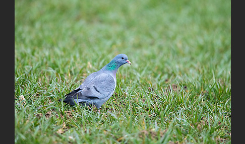 Hohltaube (Columba oenas)