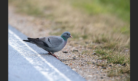 Hohltaube (Columba oenas)