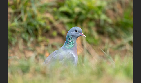 Hohltaube (Columba oenas)