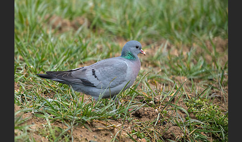 Hohltaube (Columba oenas)