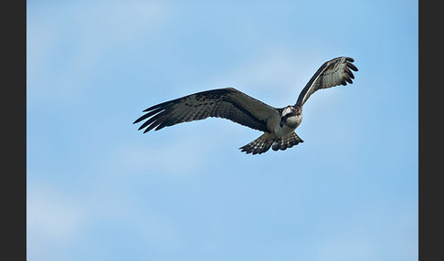 Fischadler (Pandion haliaetus)