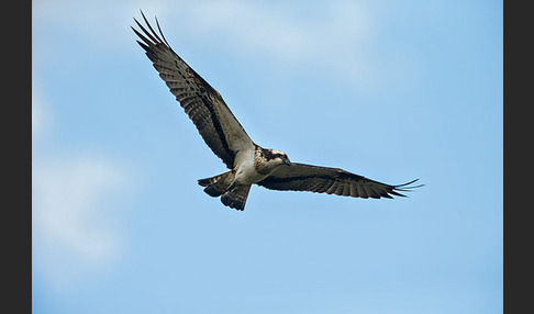 Fischadler (Pandion haliaetus)