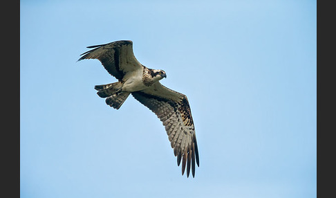 Fischadler (Pandion haliaetus)