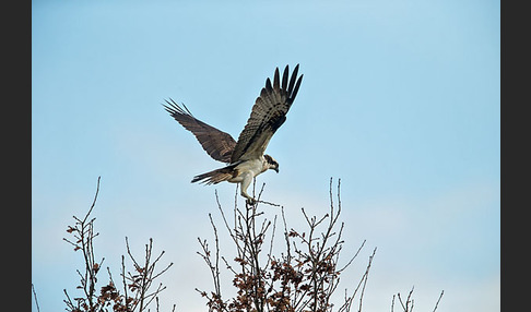 Fischadler (Pandion haliaetus)