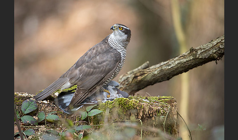 Habicht (Accipiter gentilis)