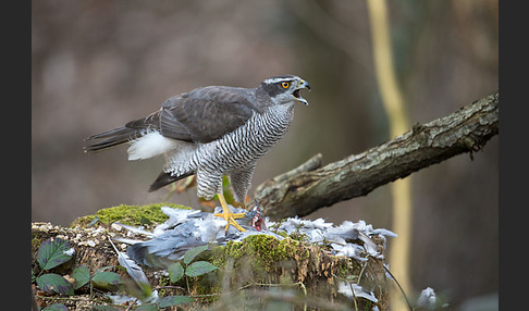 Habicht (Accipiter gentilis)