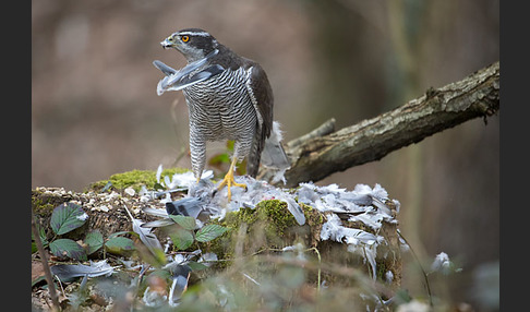 Habicht (Accipiter gentilis)