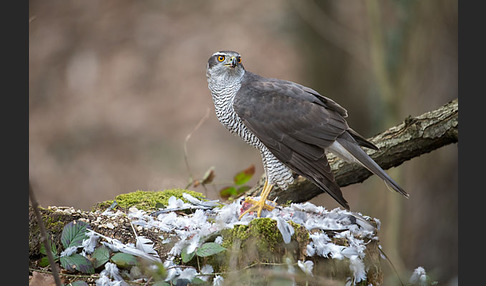 Habicht (Accipiter gentilis)