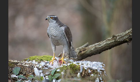 Habicht (Accipiter gentilis)