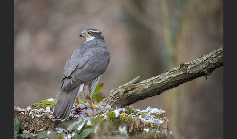 Habicht (Accipiter gentilis)