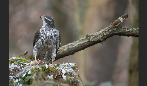 Habicht (Accipiter gentilis)