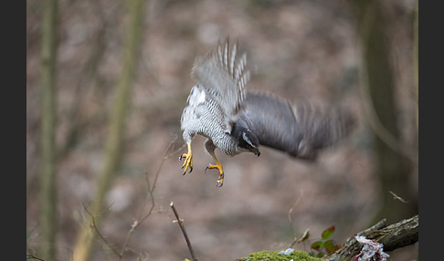 Habicht (Accipiter gentilis)