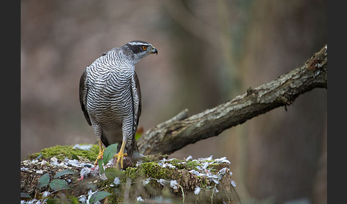 Habicht (Accipiter gentilis)